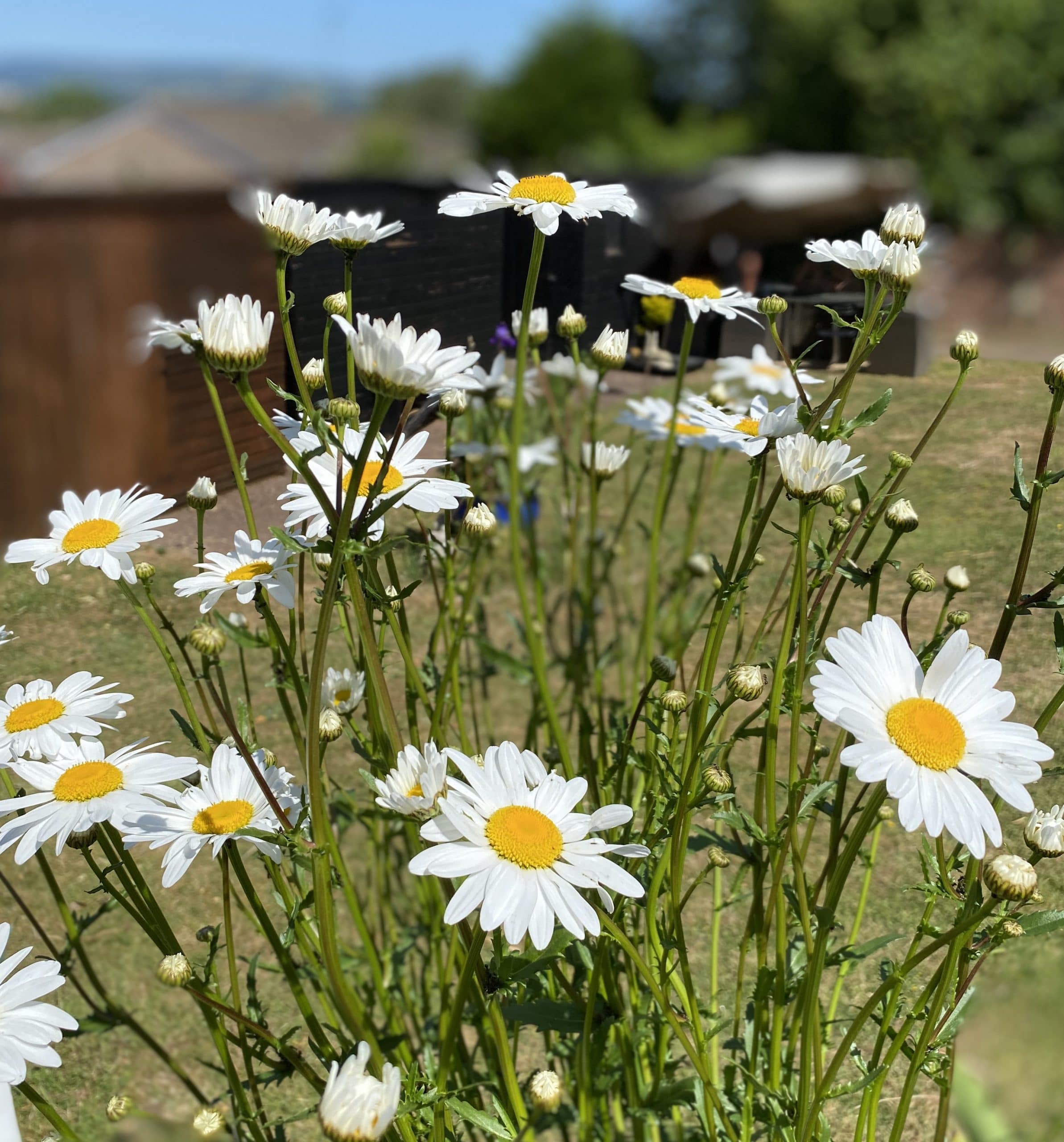 Mountbatten Nursing Home Gardens